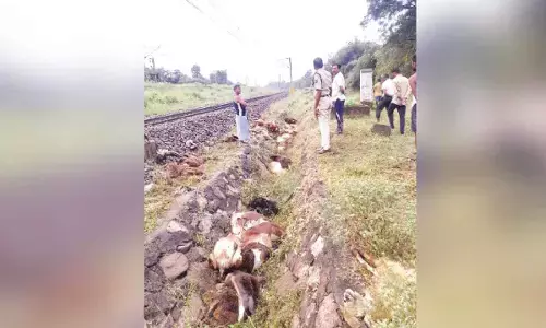 Kagaznagar: 180 sheep hit by train