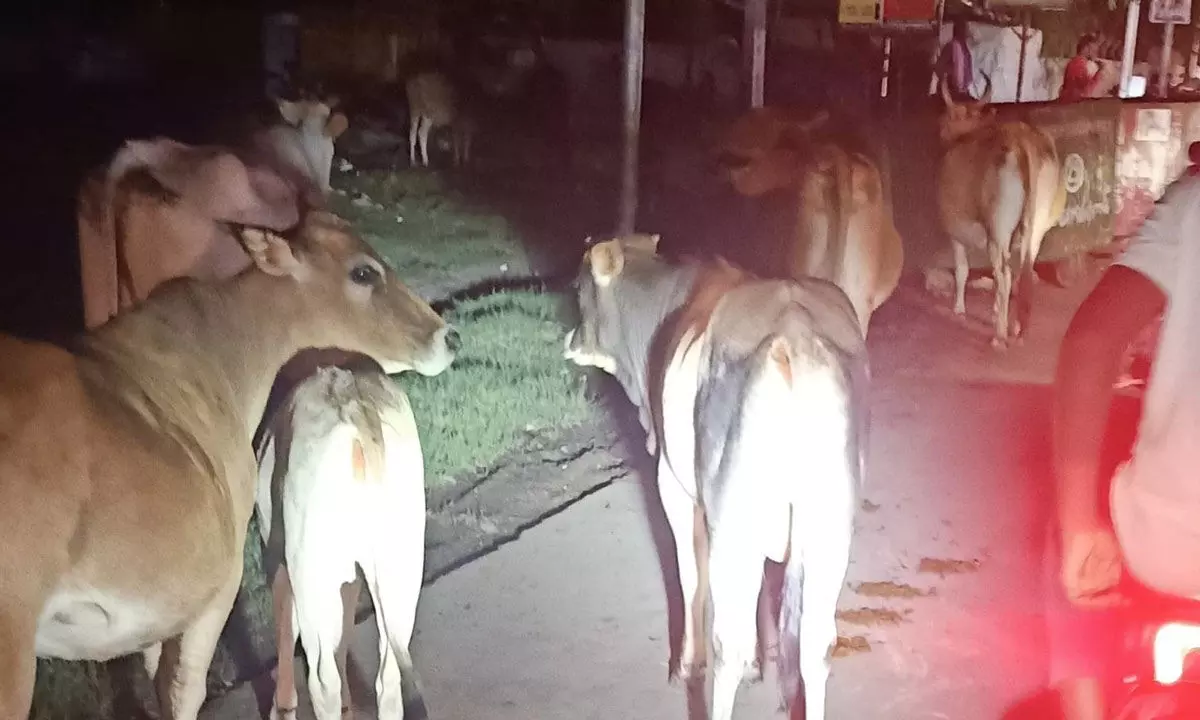 Animals moving on main road in Srikakulam city