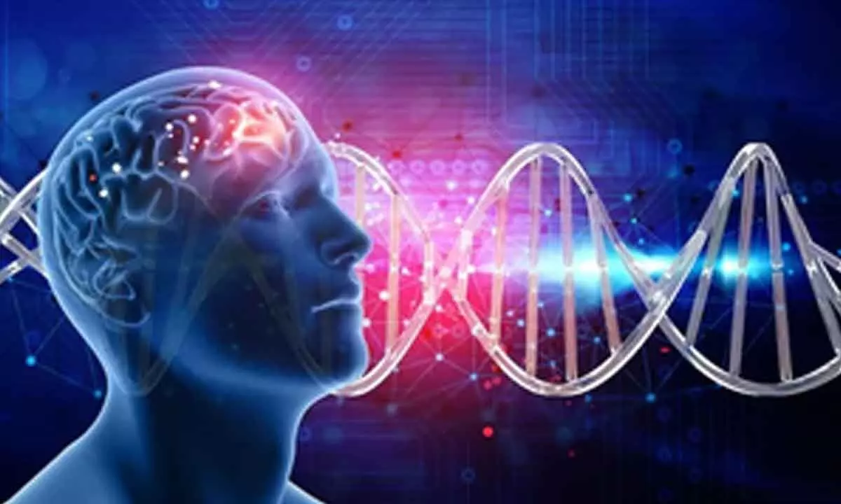 Australian study discovers genetic link between brain volume & disorders