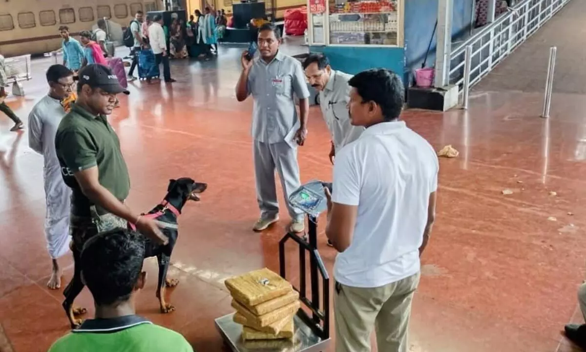 A narcotics sniffer dog Caesar detected ganja packets at the railway station in Visakhapatnam on Tuesday.