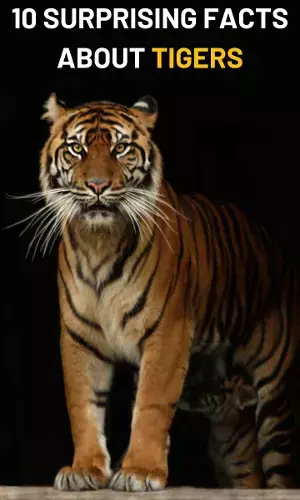 10 Surprising Facts About Tigers