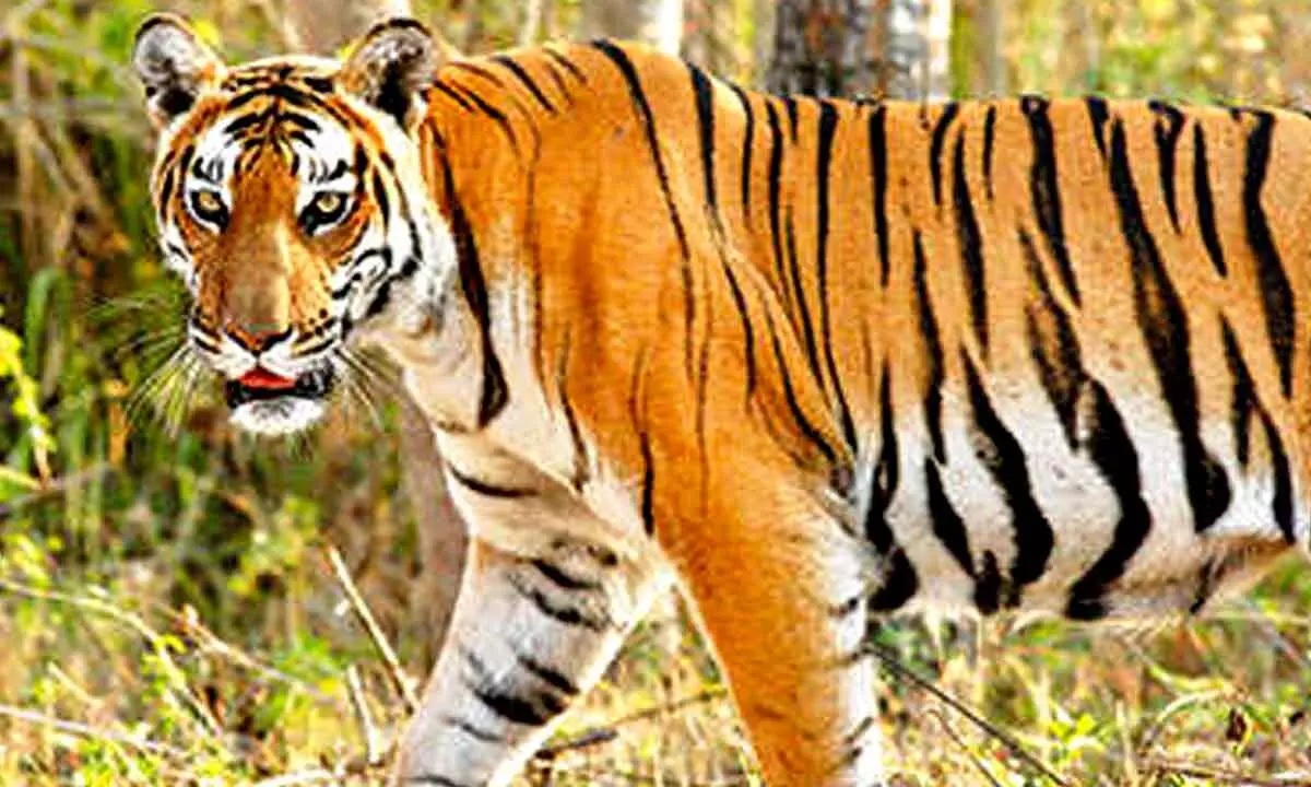 Locals frightened as tiger on prowl