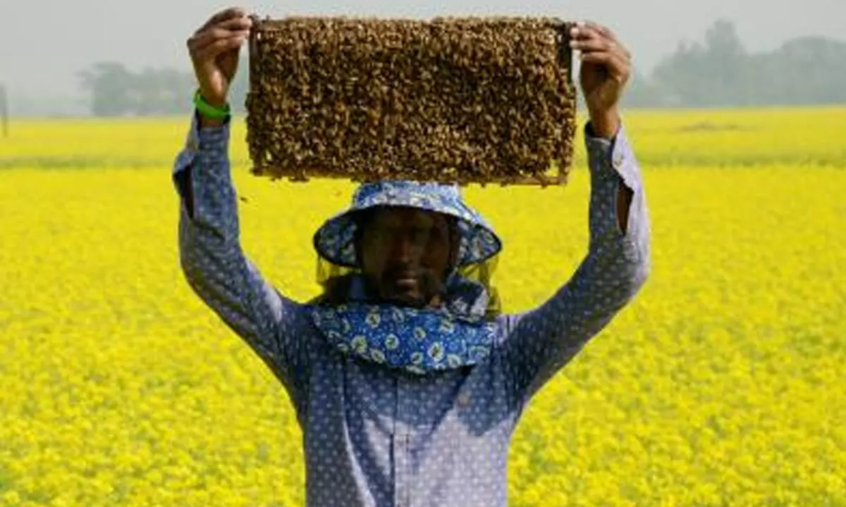 Afghanistan produces 2,200 tonnes of honey annually