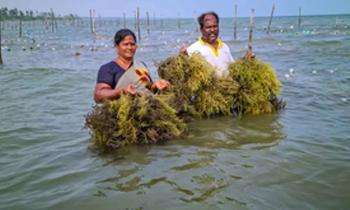 Centre notifies new norms for import of live seaweeds into country