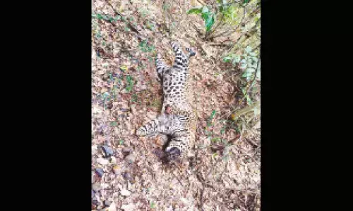 Forest dept recovers many limbs, nails of leopard