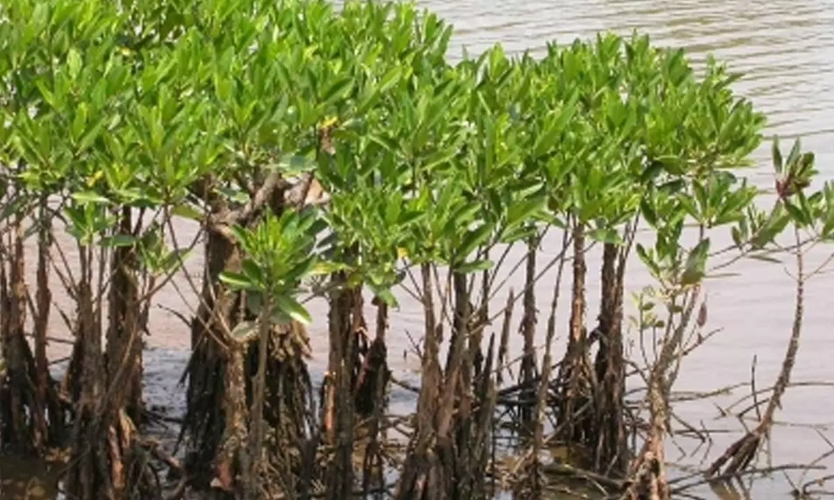 Cyclone Dana: Mangrove belt acting as natural speed breaker minimised impact in coastal Sundarbans