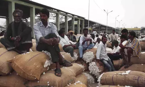 Cotton farmers stage protest for remunerative price