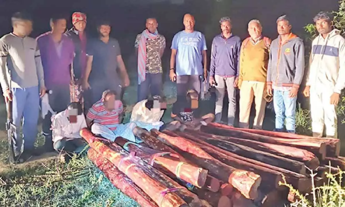 26 red sanders logs seized, 4 held