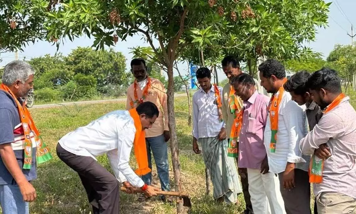 BJP rallies against Conocarpus trees