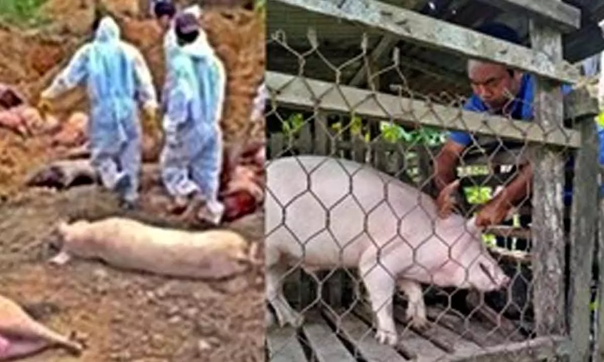 Mizoram: Over 38k pigs killed or culled as ASF outbreak continues