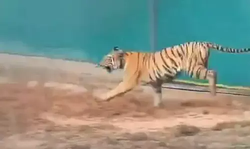 Tigress released into Similipal enclosure