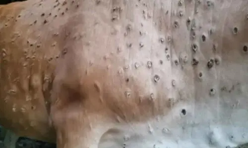 South Korea confirms another case of lumpy skin disease