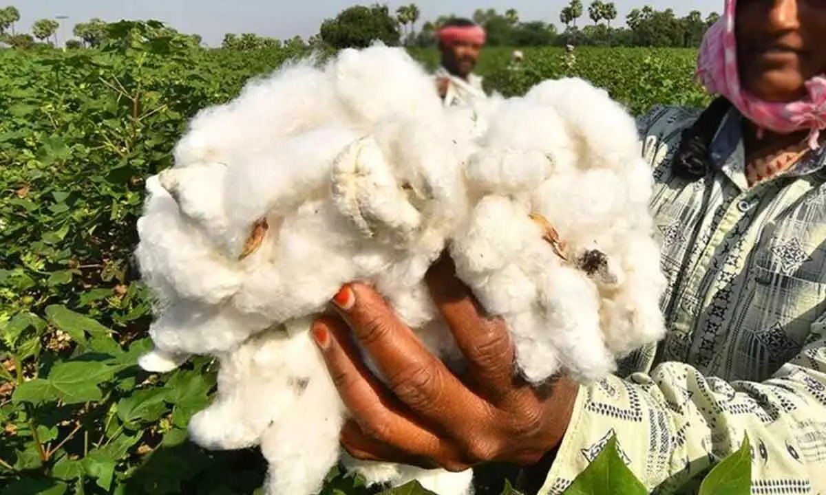 Registration for cotton purchases begins