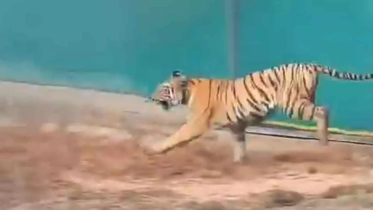 Tigress released into Similipal enclosure