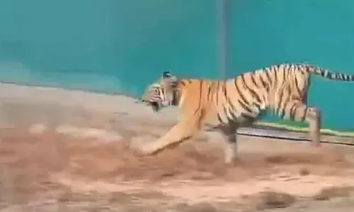 Tigress released into Similipal enclosure