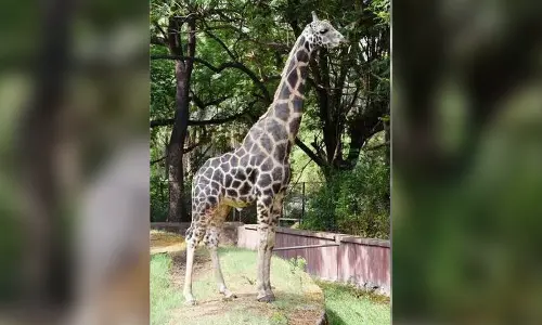 Giraffe dies at Hyderabad zoo
