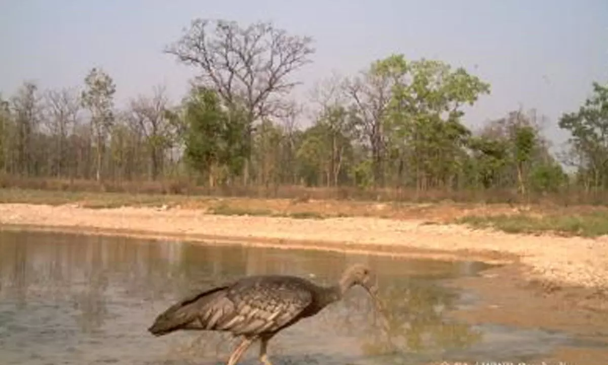 First camera trap study detects 108 wildlife, endangered species in Cambodia