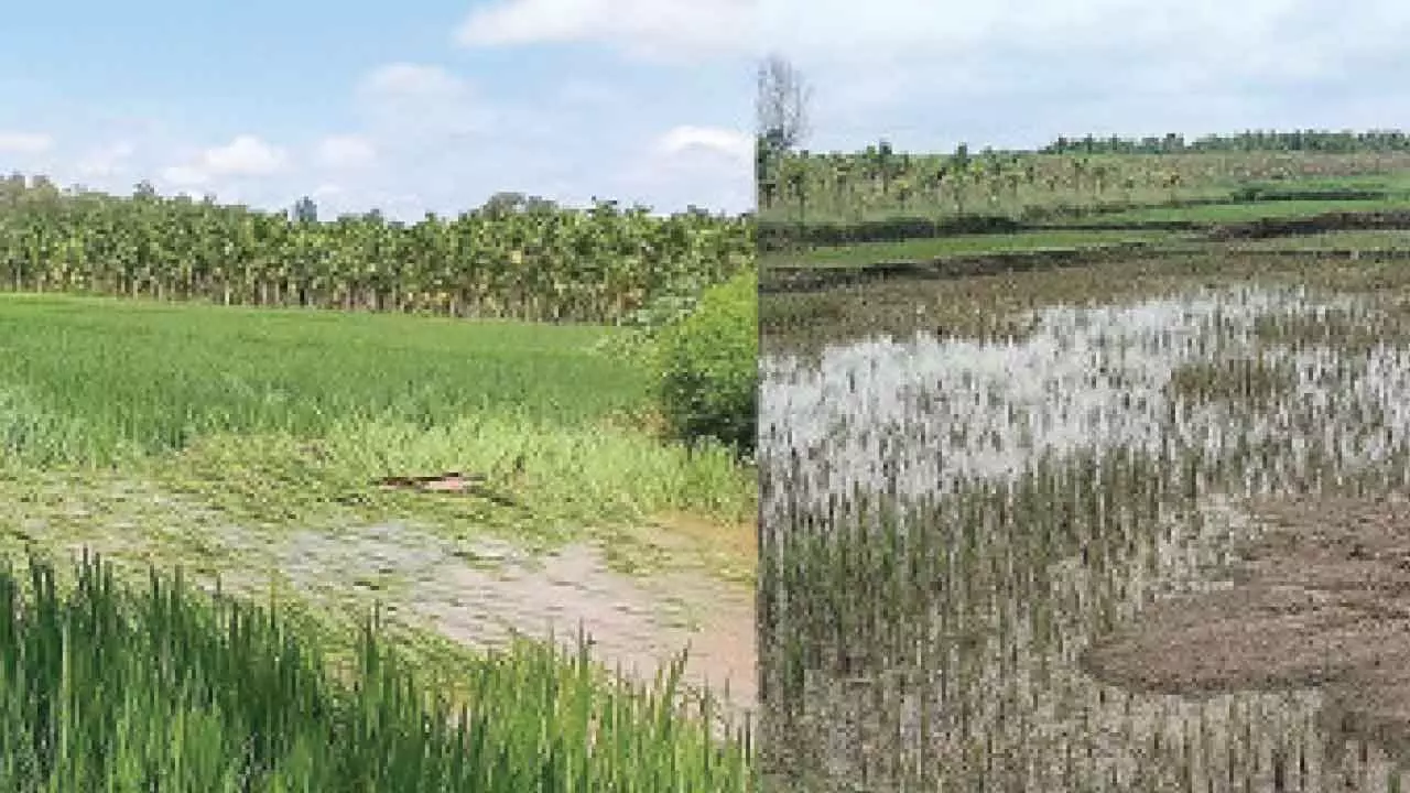 353 hectares of paddy lost as heavy rain damages crops in Shivamogga