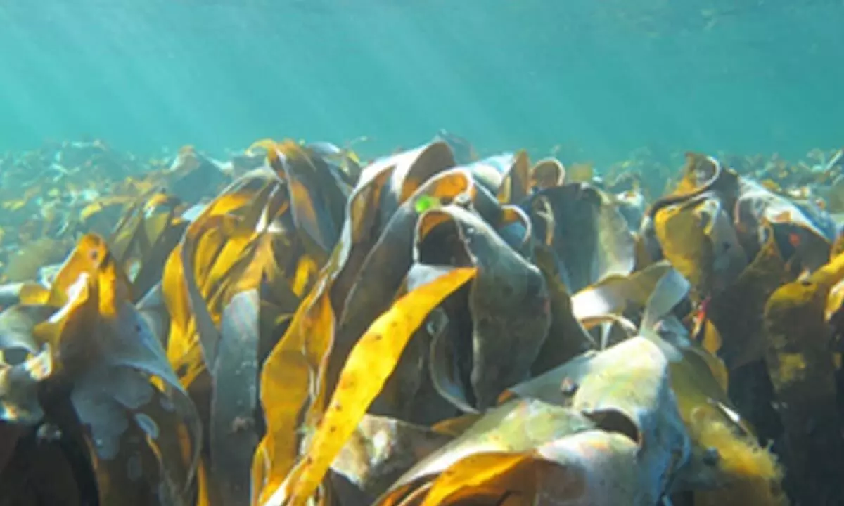 Urgent action needed to protect global kelp forests: Australian report