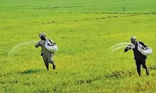 Haryana farmers grappling with DAP fertiliser shortage