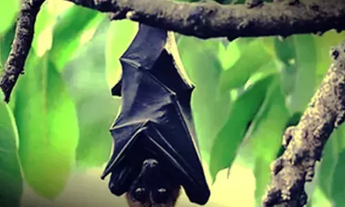 This Tamil Nadu village says no to firecrackers to protect Bat Grove