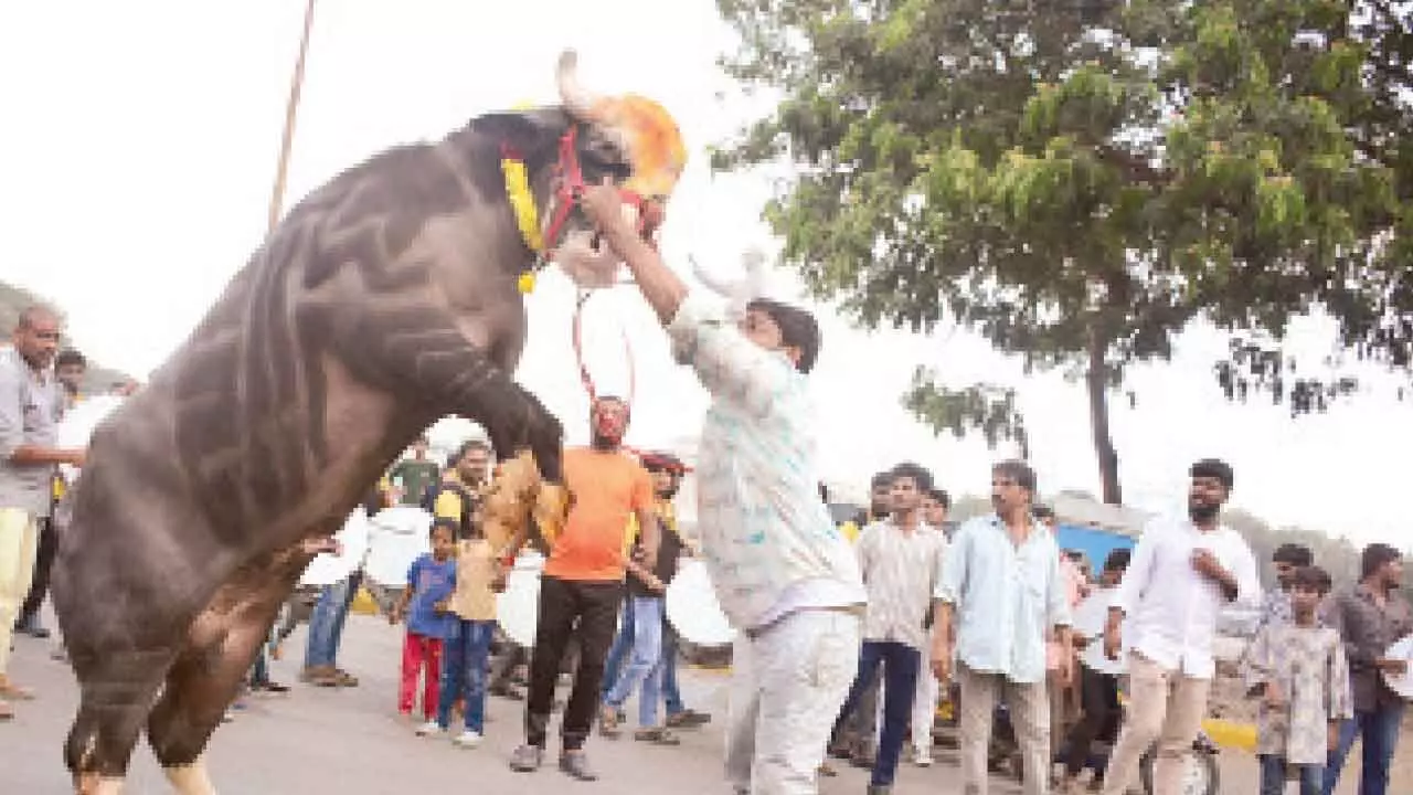 Yadavs celebrate Sadar festival with gusto