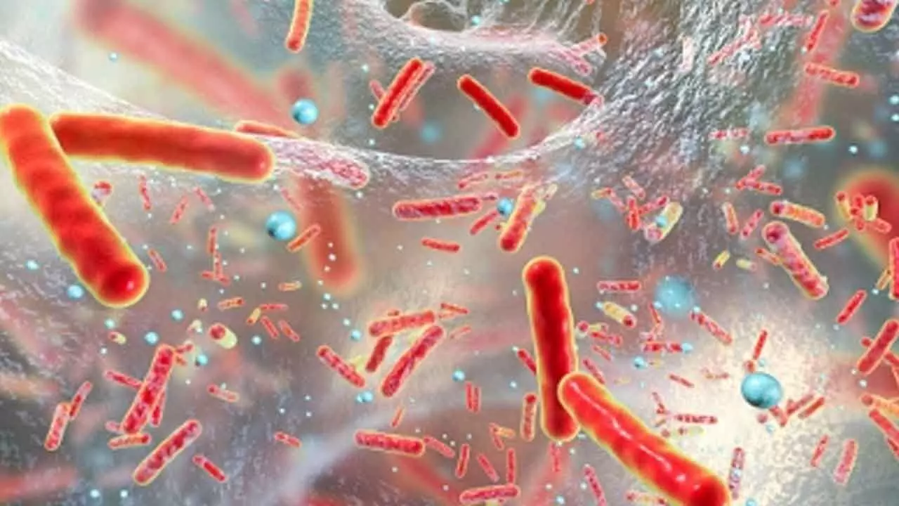 New species of superbug behind spike in severe human infections