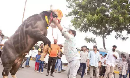 Yadavs celebrate Sadar festival with gusto