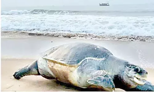 Fishing ban imposed to protect Olive Ridley turtles