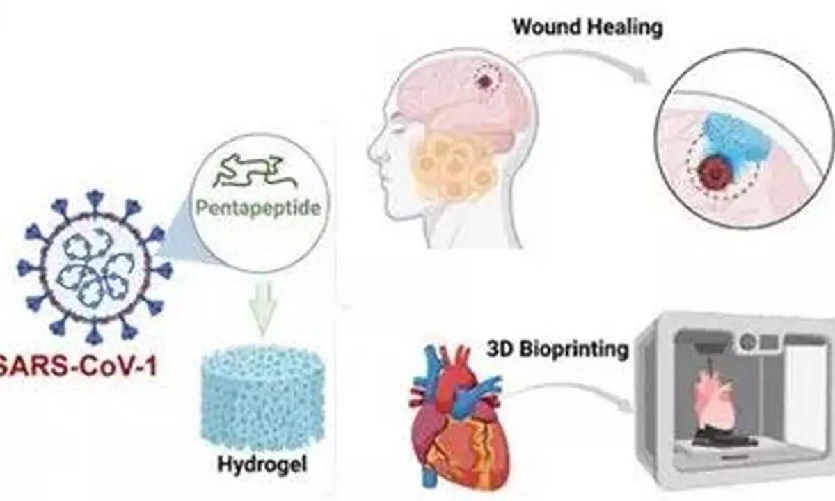 New hydrogel created using SARS-CoV-1 protein fragments