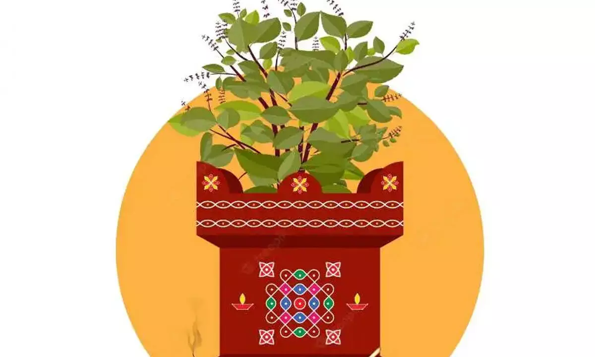 Tulsi Vivah 2024: Date, Puja Muhurat, Rituals, and Significance of This Sacred Festival