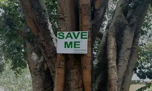 Over 1 in 3 of tree species in danger