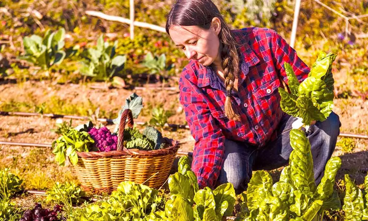 Career opportunities in sustainable farming