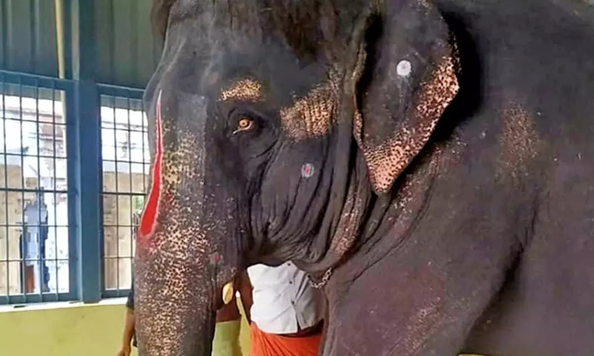 Chennai NGO Urges Action to Rescue and Rehabilitate Captive Elephant at Tamil Nadu Temple