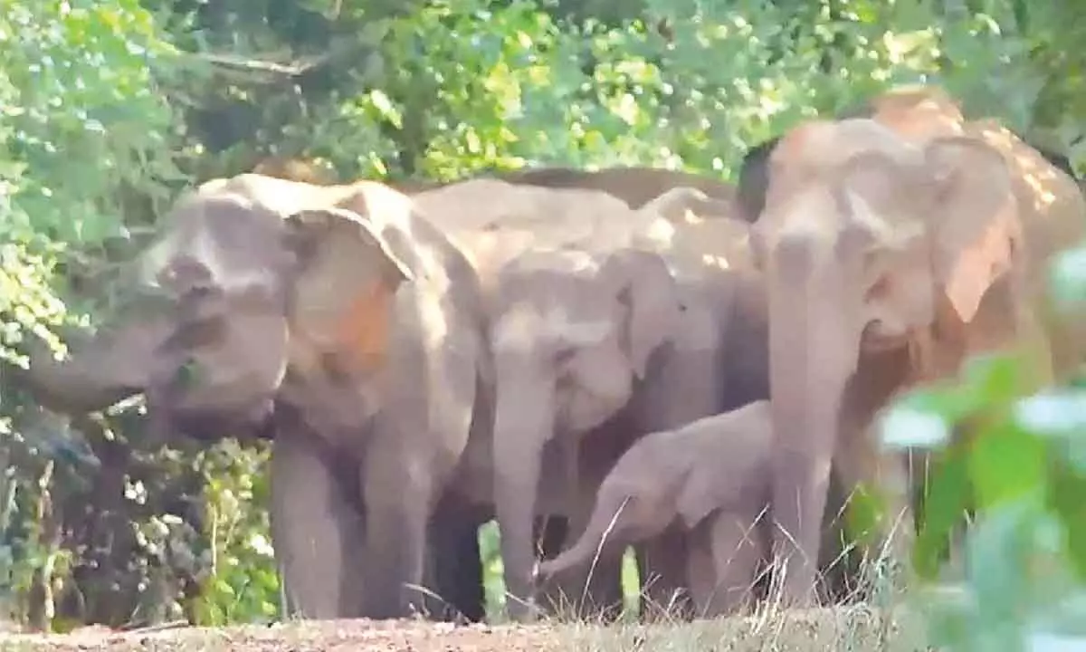 Odisha forests overcrowded with elephants, says PCCF