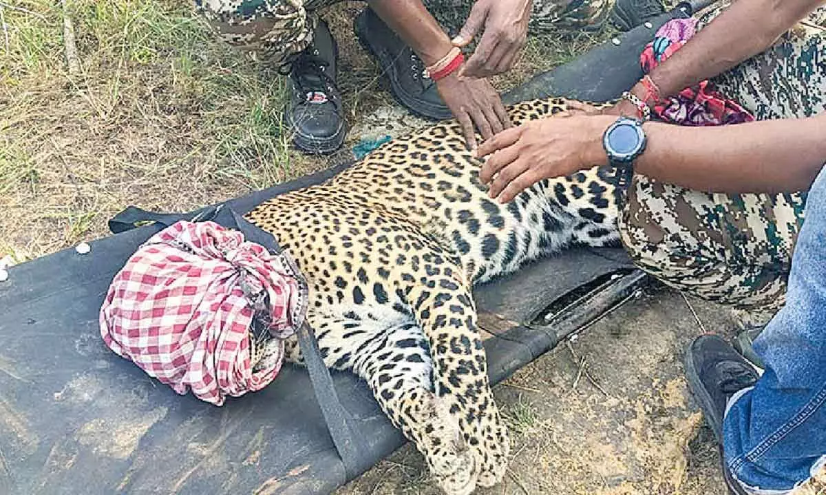 Trapped leopard rescued