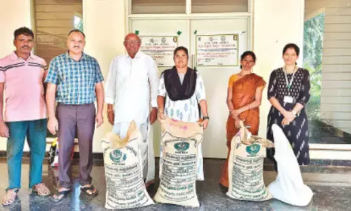 New chickpea varieties demonstrated