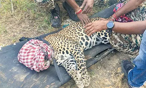 Trapped leopard rescued