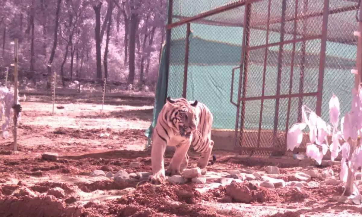 Tigress ‘Jamuna’ released into wild in Similipal