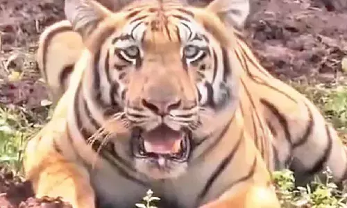 Wildlife team to bring another tigress