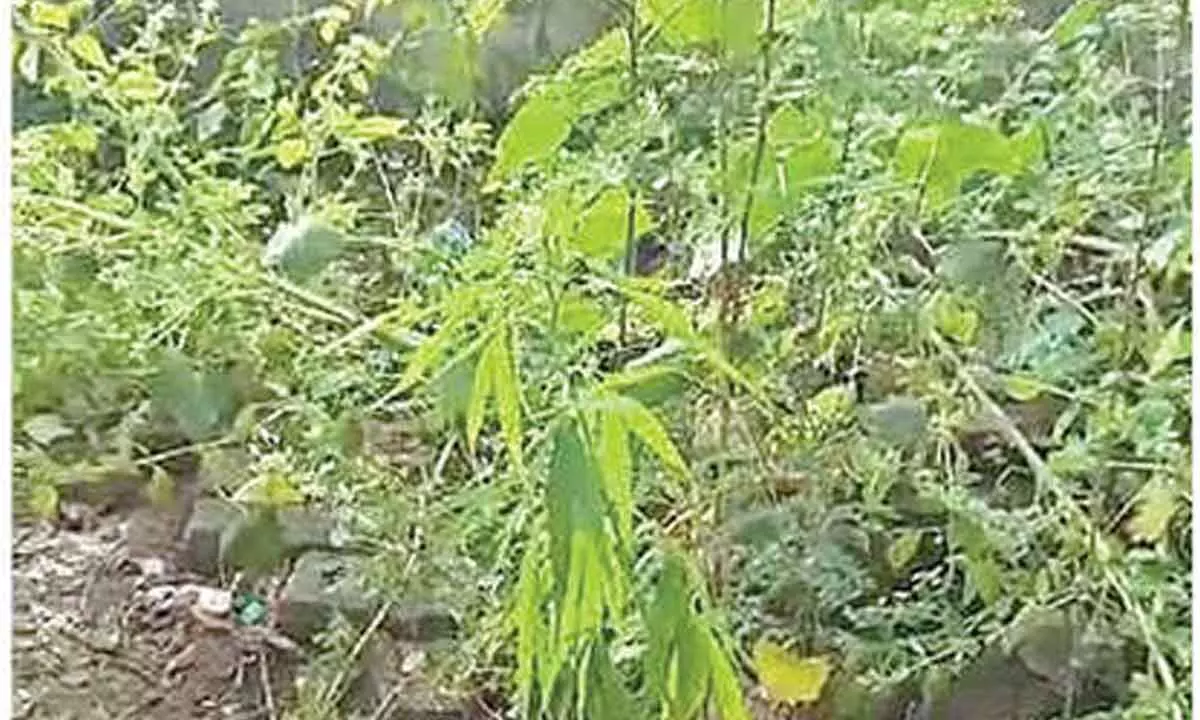 Ganja cultivation in heart of vizag