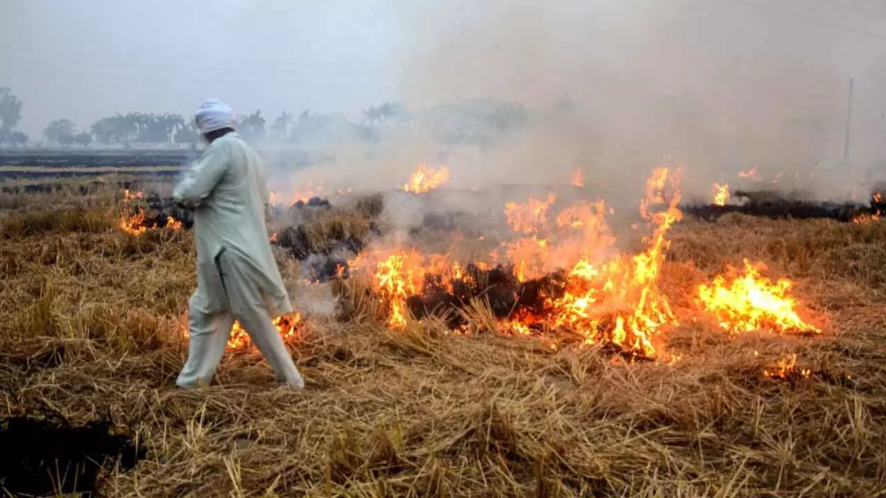 CAQM Issues Notice To Sangrur And Ferozepur Officials Over Rising Stubble Burning Cases