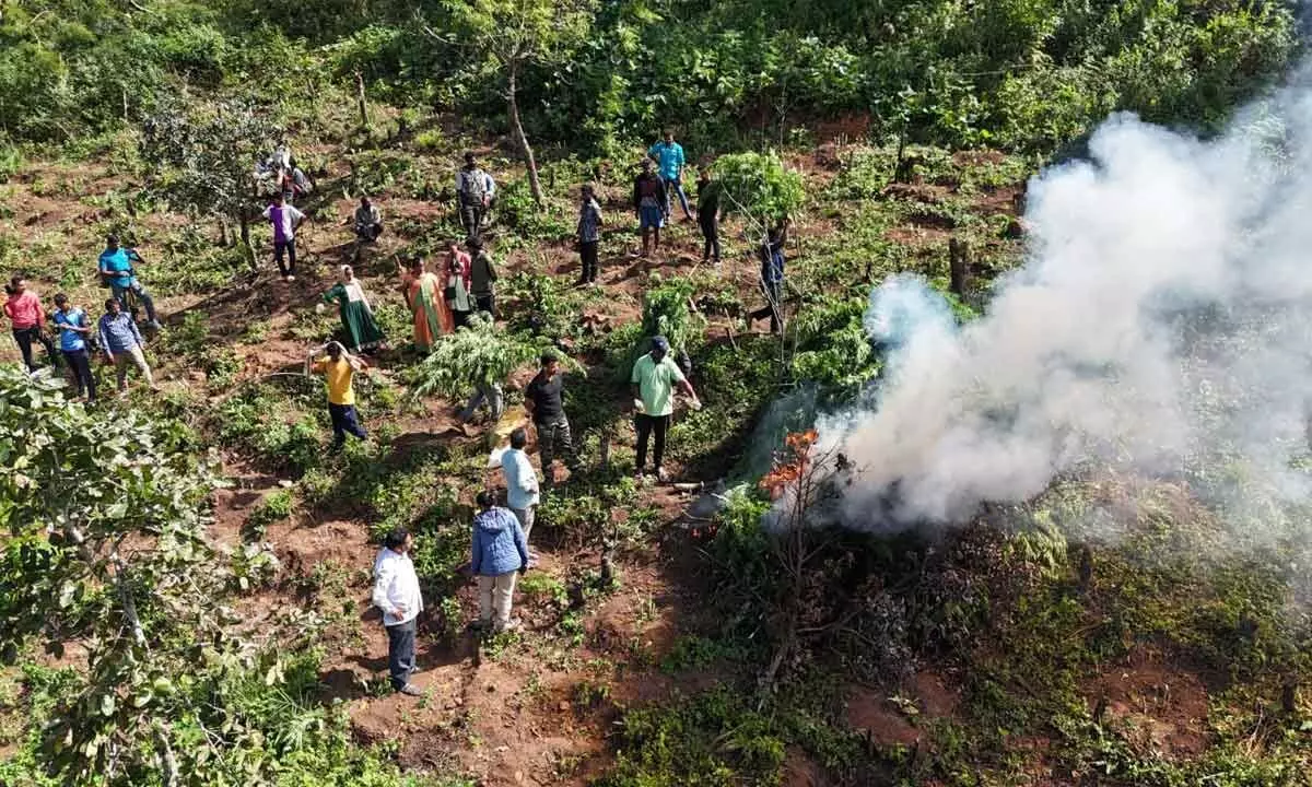 AP Govt. Employs Drones in Fight Against Cannabis Cultivation