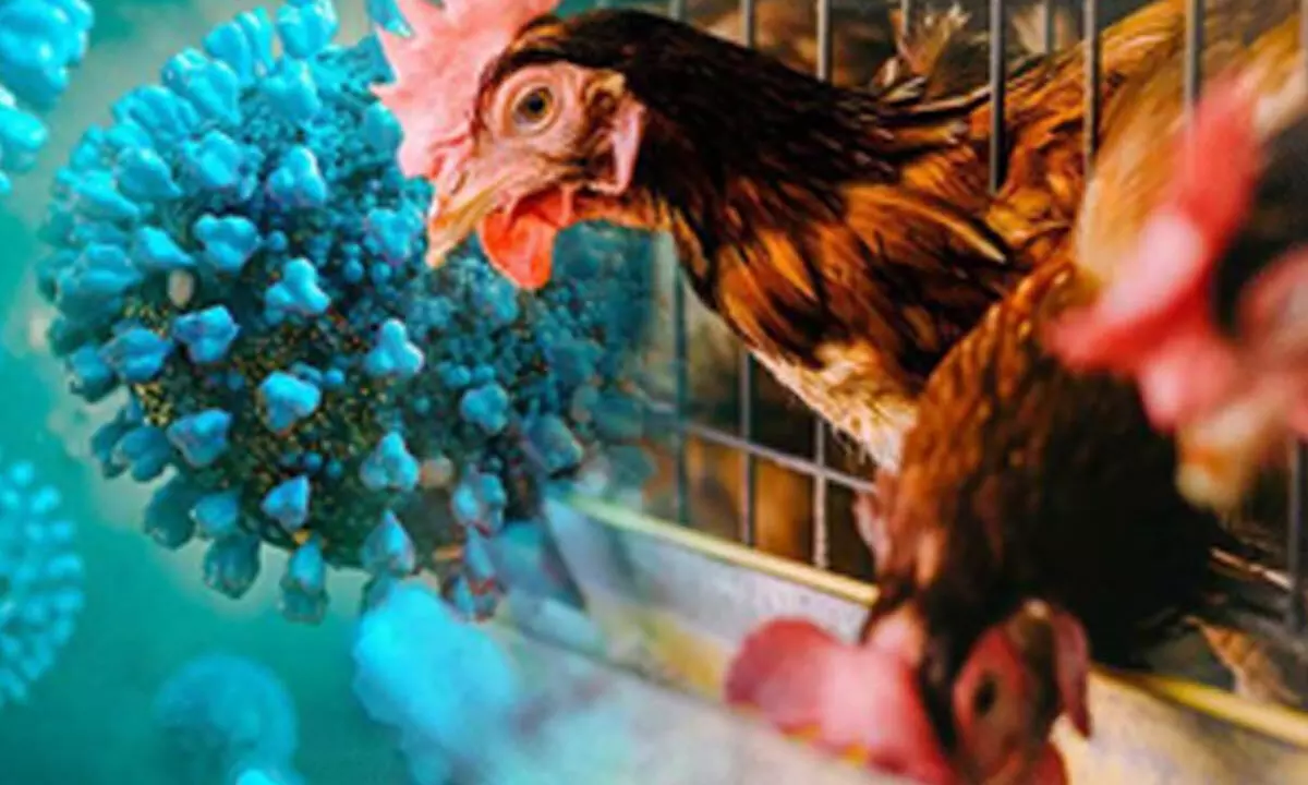 Canada confirms first domestically acquired human case of H5N1 bird flu