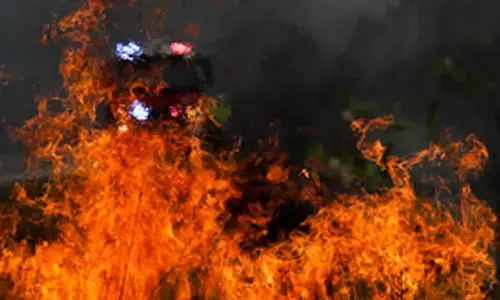 Over half of Australian species decline following 2019-20 megafires: report