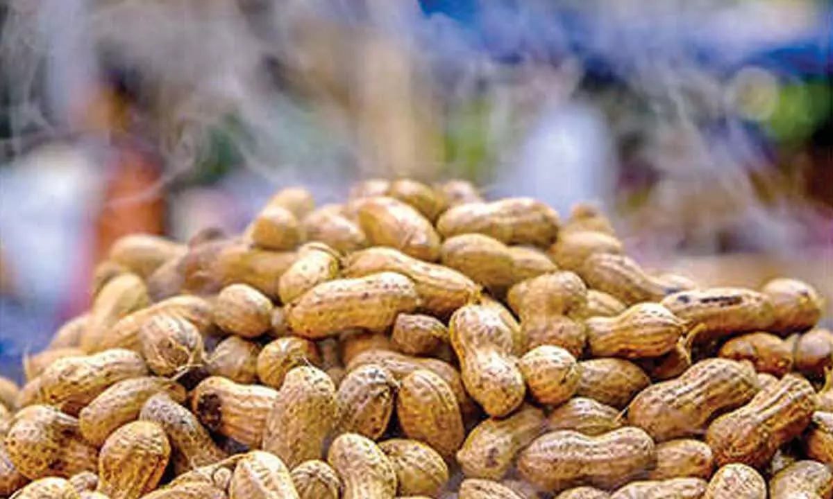 Basavanagudi Kadalekai Parishe: Govt gives good news to groundnut traders