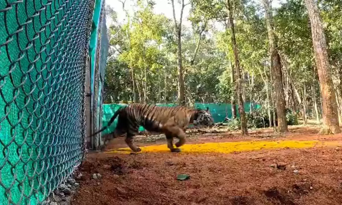 Another tigress released in soft enclosure in Similipal