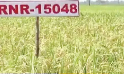 RNR 15048 rice beneficial to diabetics