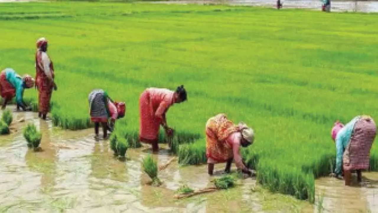 State sees big spike in fine rice output thanks to Rs 500 bonus