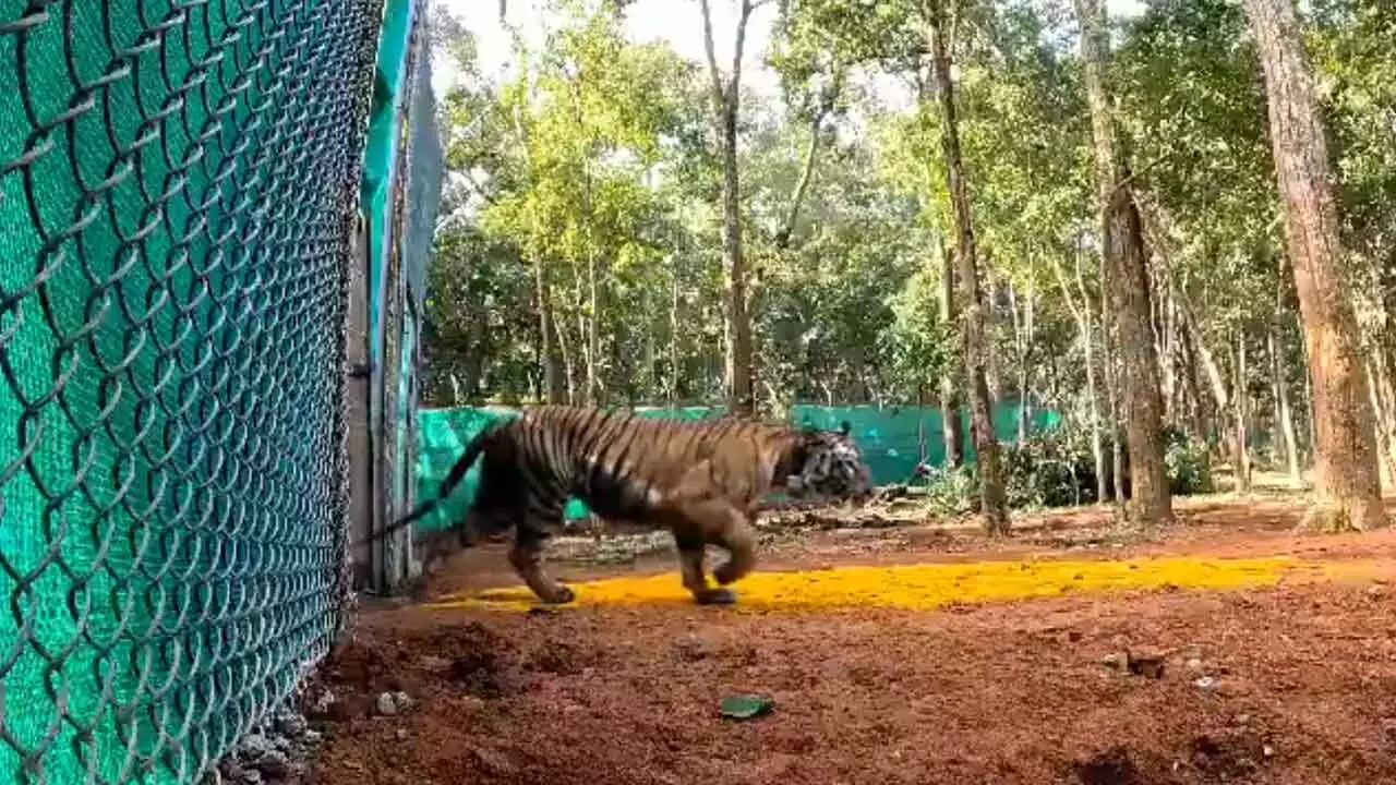 Another tigress released in soft enclosure in Similipal